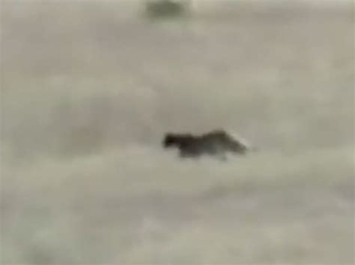 Elusive big cat spotted by North Queensland resident