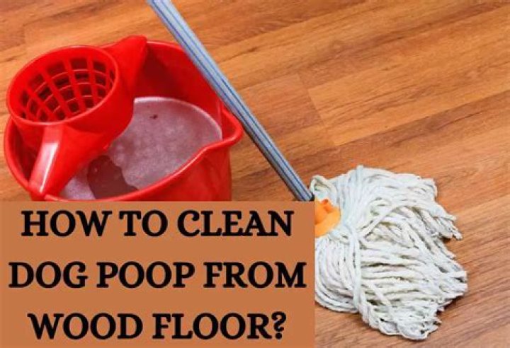 how to clean dog poop from wood floor?