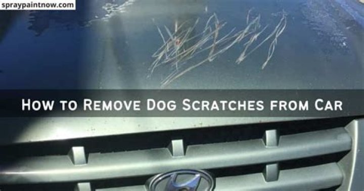 how to get dog scratches out of car paint?
