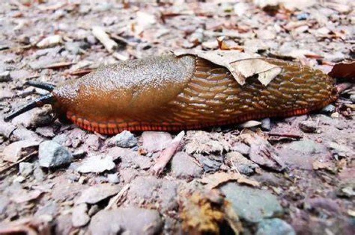 How to stop slugs getting into your house at night easily with kitchen item