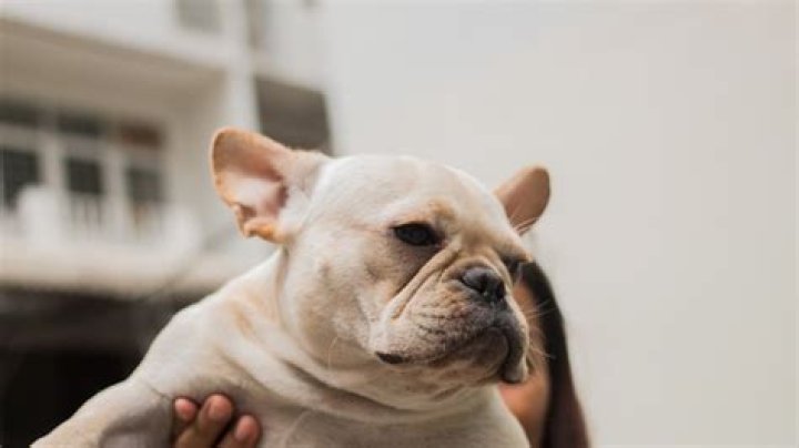 I'm a Veterinarian and These Are the 10 Things You're Doing That Your Dog Hates