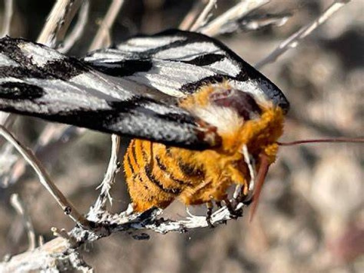Moth Populations Rising in Northern Nevada |