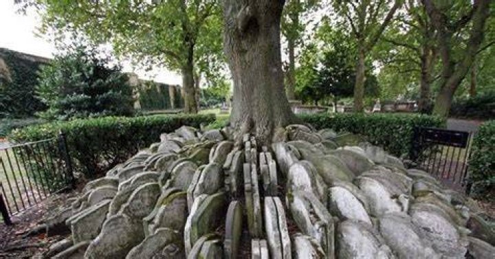 St Pancras Gardens: The story behind the unusual tree surrounded by gravestones created by a famous novelist