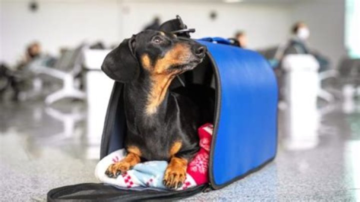 TSA Issues New Alert About Taking Pets Through Airport Security