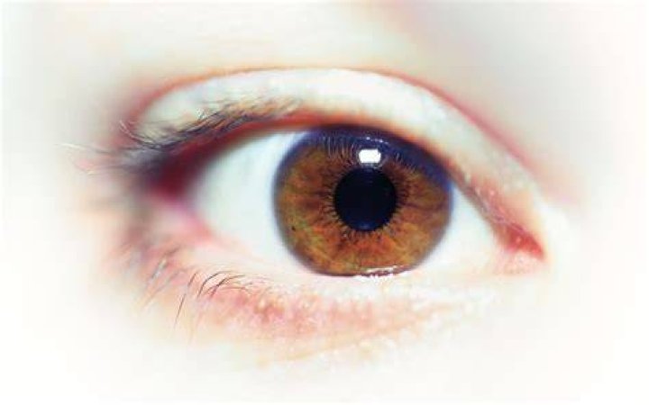 Yeux Noisette : Découvrez Tout sur cette Couleur d’Yeux Magnifique