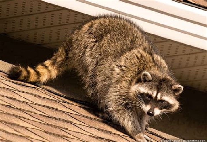 You're Attracting Raccoons to Your Home If You Don't Keep This Indoors