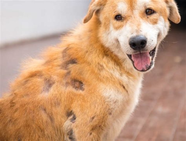 Your Dog Has a Mid-Life Crisis When They Hit This Age, Study Finds
